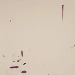 aurèce vettier, impossibilis grandifolius (initiating transmutation into peradam), 2025