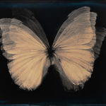 Lara Porzak, The Butterfly Effect, 2015