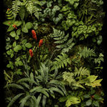 Jasper Goodall, Wild Arum, photograph