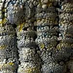 Oriel Zinaburg, ALI #351, 2022