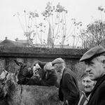 Martin Parr, County Sligo, Easky Fleadh, 1983