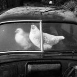 Martin Parr, County Sligo, Easky Fleadh, 1983