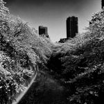 Daido Moriyama, How to Make Beautiful Photos, 1987