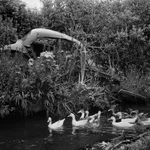 Martin Parr, Crimsworth Dean. Some of the congregation making their way to the Crimsworth Dean Chapel Anniversary, West Yorkshire, England,...