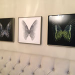 Butterfly photographs framed