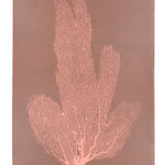 Jo De Pear, Sea Fan VII - Orange/Blush