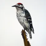 Marcus Coates, Lesser spotted woodpecker (Picoides minor), 2014