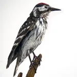 Marcus Coates, Lesser spotted woodpecker (Picoides minor), 2014
