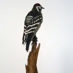 Marcus Coates, Lesser spotted woodpecker (Picoides minor), 2014