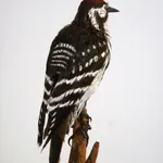 Marcus Coates, Lesser spotted woodpecker (Picoides minor), 2014