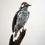 Marcus Coates, Lesser spotted woodpecker (Picoides minor), 2014