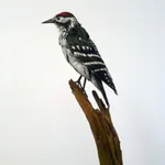 Marcus Coates, Lesser spotted woodpecker (Picoides minor), 2014