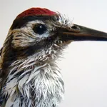 Marcus Coates, Lesser spotted woodpecker (Picoides minor), 2014