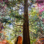 Sarah Anne Johnson, Beautiful Day, 2025