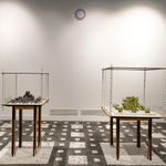 Michele Guido, Lotus Garden Project #05 _Raphael Urbinas 1504_2011, 2011