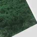 Rinko Kawauchi, Untitled, from the series Ametsuchi, 2013