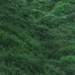 Rinko Kawauchi, Untitled, from the series Ametsuchi, 2013