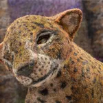 Susan Aaron-Taylor, Amur Leopard, 2020