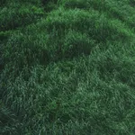 Rinko Kawauchi, Untitled, from the series Ametsuchi, 2013