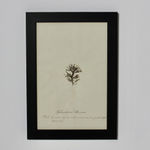 SET OF EIGHT FRAMED ENGLISH MID 19TH CENTURY PRESSED ALGAE AND SEAWEED