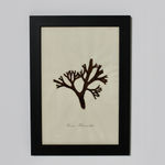 SET OF EIGHT FRAMED ENGLISH MID 19TH CENTURY PRESSED ALGAE AND SEAWEED