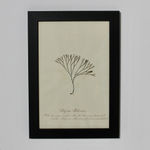 SET OF EIGHT FRAMED ENGLISH MID 19TH CENTURY PRESSED ALGAE AND SEAWEED