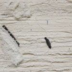 Jamal Cyrus, Port of Call, 2022