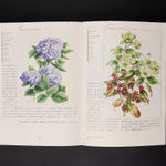 Haman Watermelon Project, HANJIN / Korea