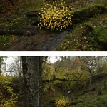 Andy Goldsworthy, Elm leaves. Grass stalks. Fallen elm. Calm. For Olle Lundberg. Dumfriesshire, Scotland. 4 November 2025., 2025