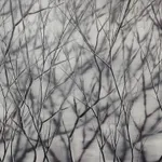 Mosh Kashi, Violette Forest, 2013