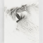 Jochen Lempert, Visible Light (vitrine), 2021