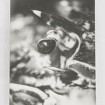 Jochen Lempert, Visible Light (vitrine), 2021