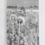 Jochen Lempert, Visible Light (vitrine), 2021