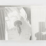 Jochen Lempert, Visible Light (vitrine), 2021