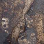 Luca Di Terlizzi, Nel segno dell’ibrido si presentarono le forme, 2024