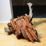 小島 修, 滅紫19-08, 2019