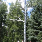 Roxy Paine, Defunct, 2004