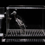 Mat Collishaw, The Nerve Rack, 2019