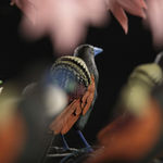 Mat Collishaw, The Nerve Rack, 2019