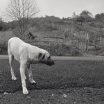 Gulgun Gunal, Bouledogue français, 2022