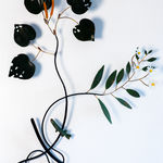 Bing Dawe, Under a Red Mantle - Ohau Mistletoe, Redfinned Bully and Mountain Beech, 2023