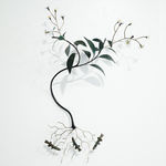 Bing Dawe, Under a Red Mantle - Ohau Mistletoe, Redfinned Bully and Mountain Beech, 2023