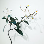 Bing Dawe, Under a Red Mantle - Ohau Mistletoe, Redfinned Bully and Mountain Beech, 2023