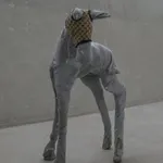 Hannah Rose Stewart, Jersey Foal, 2024