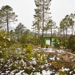 Claudia Comte, Whoever Has Learned How to Listen to Trees, 2025