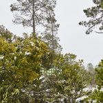 Claudia Comte, Whoever Has Learned How to Listen to Trees, 2025