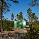 Claudia Comte, Whoever Has Learned How to Listen to Trees, 2025