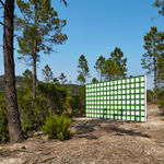 Claudia Comte, Whoever Has Learned How to Listen to Trees, 2025