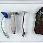 Cathy Brickhill, Amanita Fungi of New Zealand