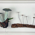 Cathy Brickhill, Amanita Fungi of New Zealand